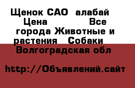 Щенок САО (алабай) › Цена ­ 10 000 - Все города Животные и растения » Собаки   . Волгоградская обл.